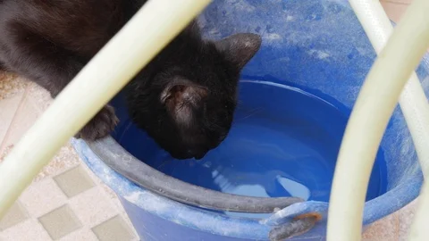 A black cat drinks water from an old blue bucket. Closeup. 4k Video stock 106981768