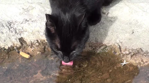 Black cat drinks water from puddle Stock Footage