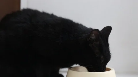 Black cat eating close up video Stock Footage 124526337