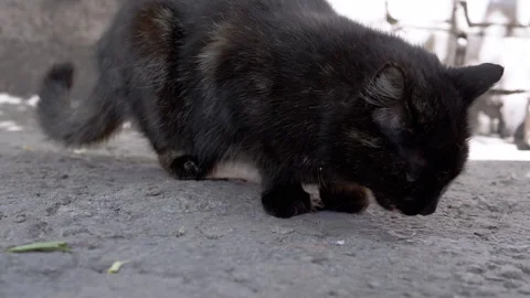 Black Cat Eating Stock Footage 293155487