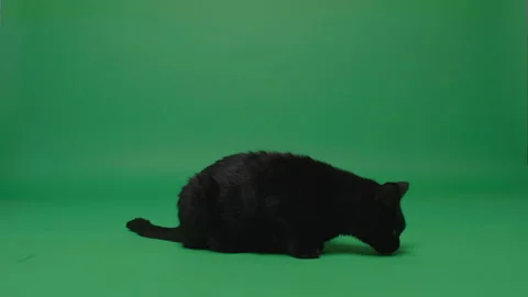 Black cat eating a granules Stock Footage 162375642