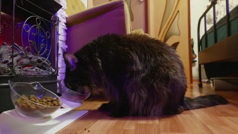 Black cat eating kibble from bowl, indoor home environment with purple lighting Stock Footage 345700177