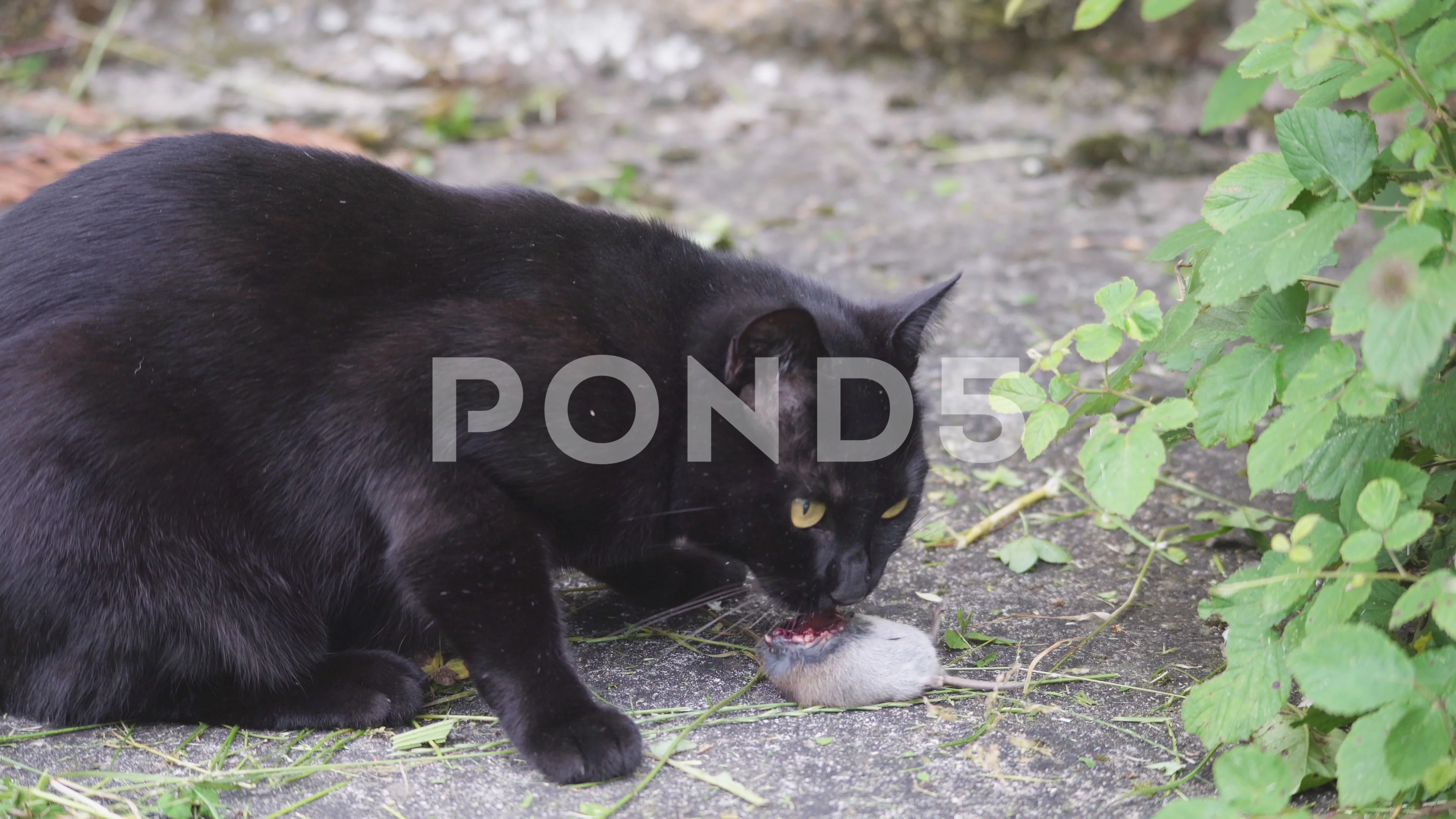 black cat eating mouse