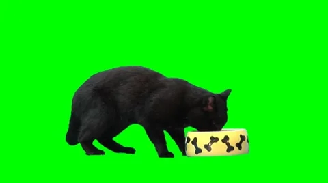 Black cat eats from dog's plate Stock Footage 8563898