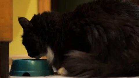 Black cat eats Stock Footage 100332216