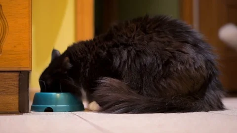 Black cat eats Stock Footage 100332283