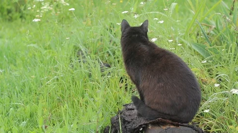 Black cat eats green grass natural vitamins pets care Stock Footage 91581564