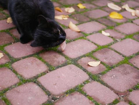 Black cat eats outdoors. Cat eats fresh food outdoors. A piece of meat for ka Foto stock