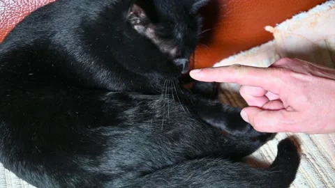 Black cat  eats playing with a man's finger Stock Footage 165758798