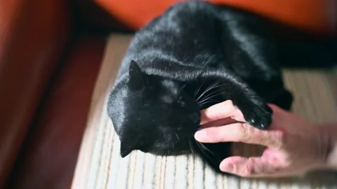 Black cat  eats playing with a man's finger 動画素材 165759105