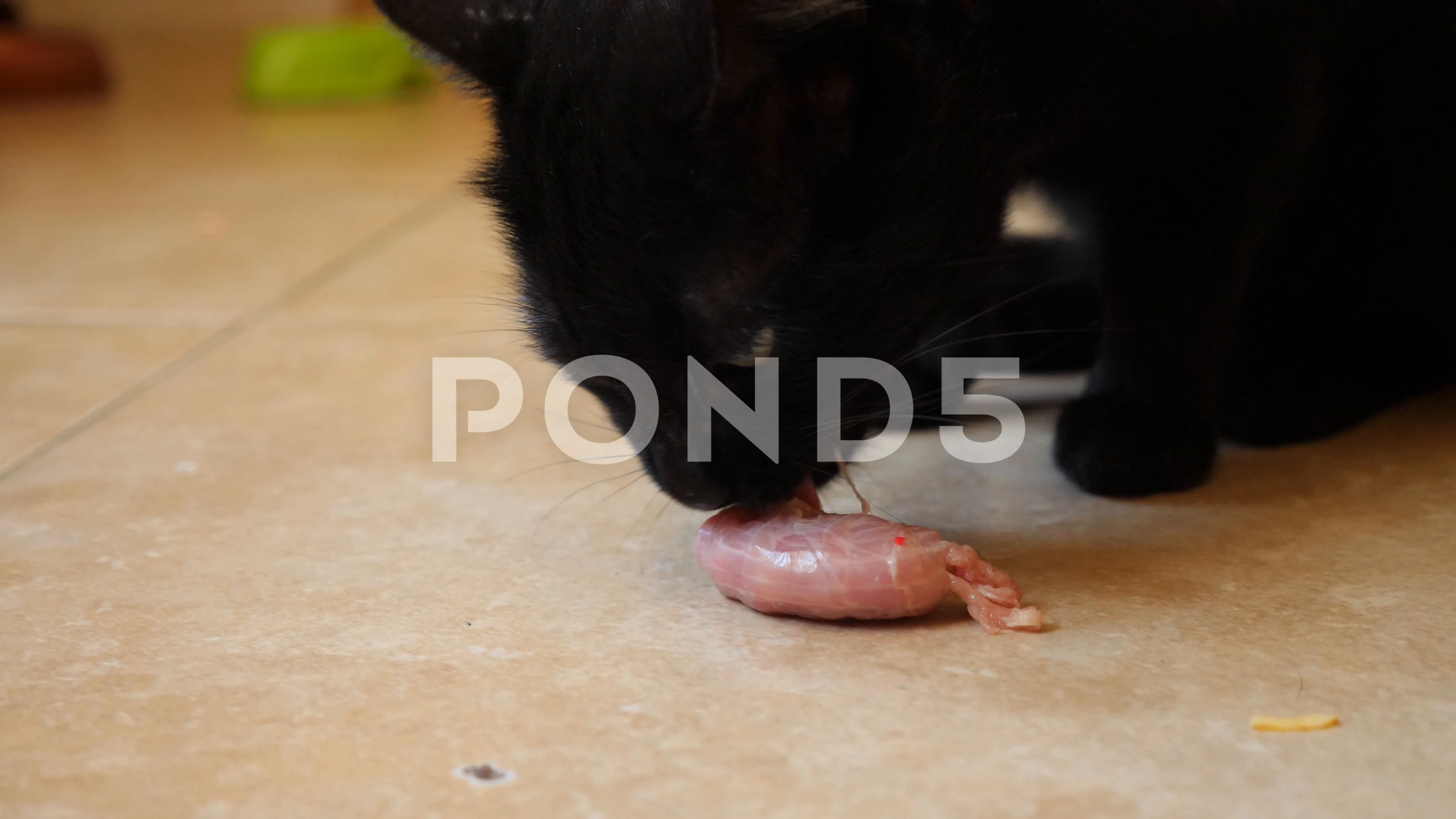 Cat ate clearance raw chicken