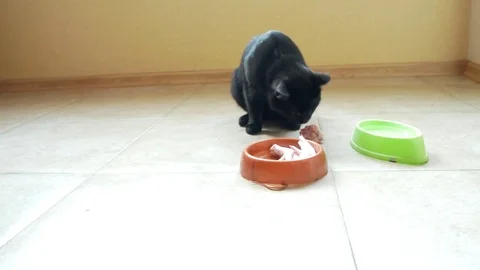 Black cat eats raw chicken paw and head. 4k, close-up Stock Footage 81458599