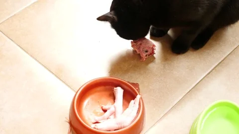 Black cat eats raw chicken paw and head. 4k, slow motion, close-up Stock-Footage 81459253