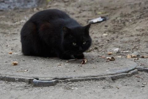 Black cat eats on the street Stock Photos