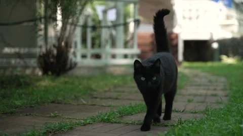 Black cat elegantly walking along path in green garden 스톡 동영상 313668572