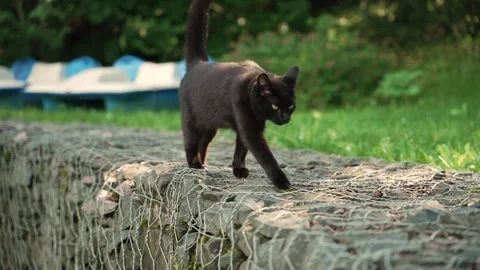 Black cat elegantly walking along path in green garden Stock Footage 313668630