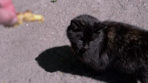 Black Cat Enjoying a Meal Stock Footage 293155778