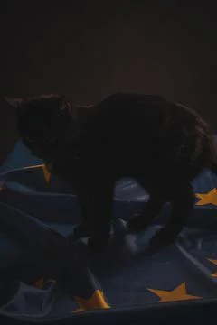 Black cat on EU flag Stock Photos