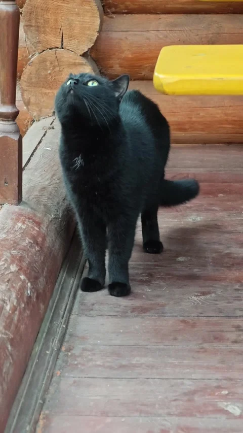 Black cat explores a cabin, sniffing around and checking surroundings 動画素材 343273896