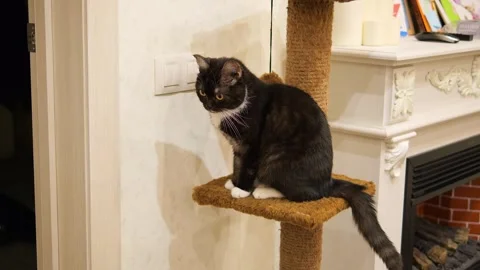 Black cat explores its cozy home curiously glancing around room. Inquisitive cat Stock Footage 272447431