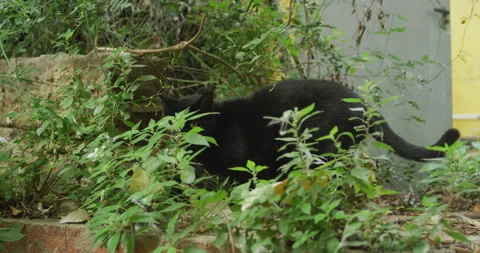 Black cat exploring a back yard Stock Footage 143096796