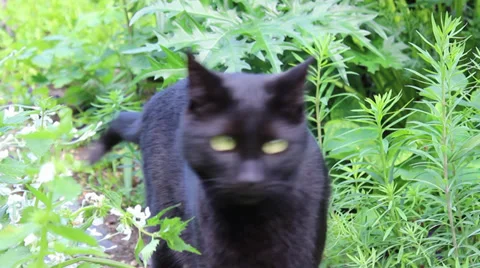 Black cat exploring green garden Stock Footage 36218150