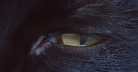 Black cat eye looking at camera. Stock Footage 234891731