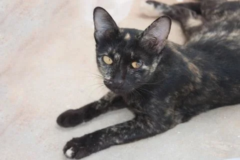 Black cat with eye problems. a cat of many colors Foto stock