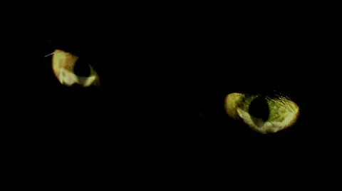 Black Cat Eyes Video stock 10365854