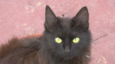 Black cat eyes Stock Footage 41421017
