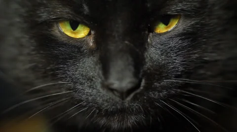 Black cat eyes looking at camera, close up cat face Видео 34692300