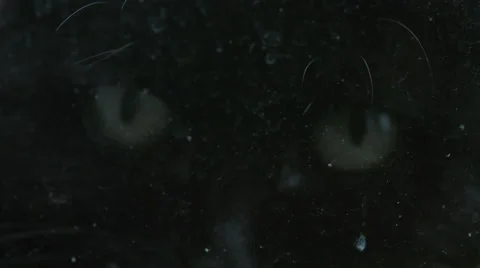 Black cat eyes looking through dirty window Stock Footage 63057878