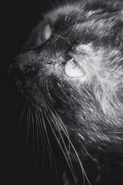 The black cat face and shadow Foto stock