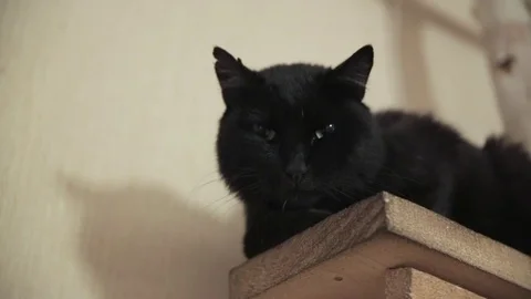 Black cat face - close up Stock Footage 81929962