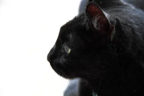 Black Cat Face Fotos Stock