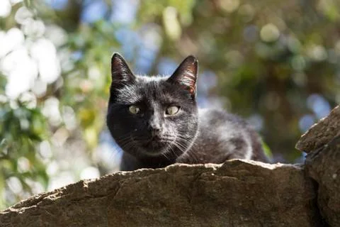 Black cat face Stock Photos