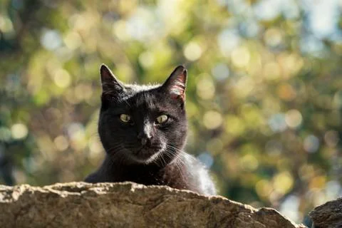 Black cat face Stock Photos