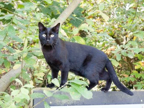 Black cat facing camera green eyes cute adorable close up Stock Photos