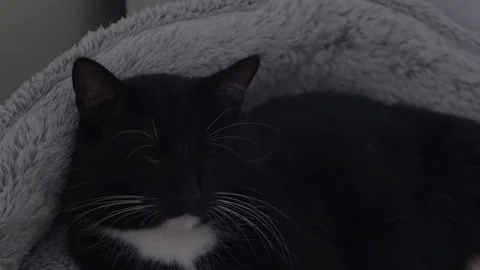 Black Cat falling asleep Video stock 244243197