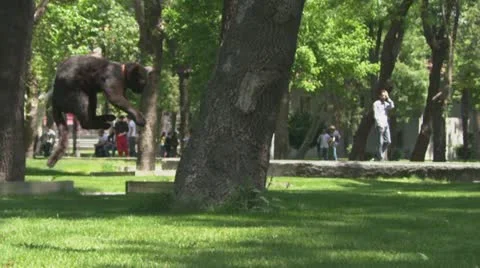 Black cat falling 스톡 동영상 11140578