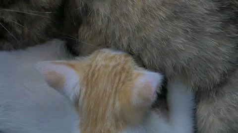 Boob Stock Footage ~ Royalty Free Stock Videos | Pond5