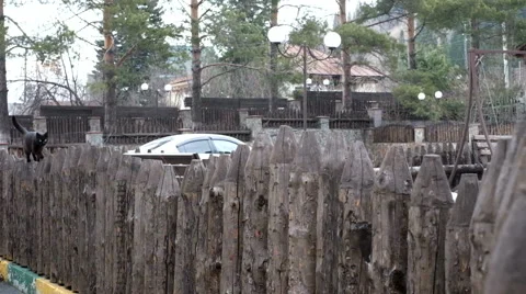 Black cat on a fence Stock Footage 61936751