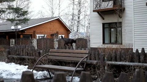 Black cat on a fence Stock Footage 61936883