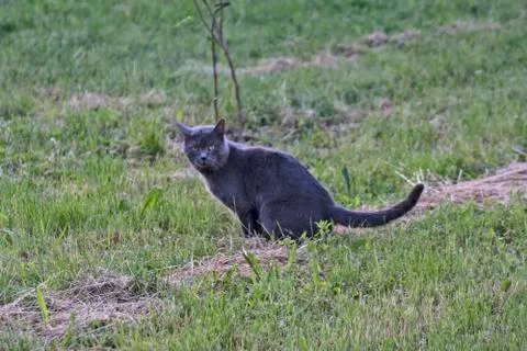 Black cat in a field Stock Photos