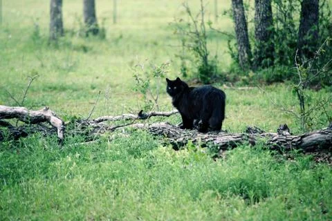 Black Cat In A Field 스톡 사진
