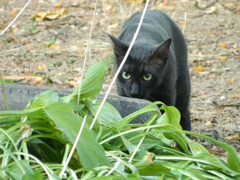 Black cat in the field Fotos Stock