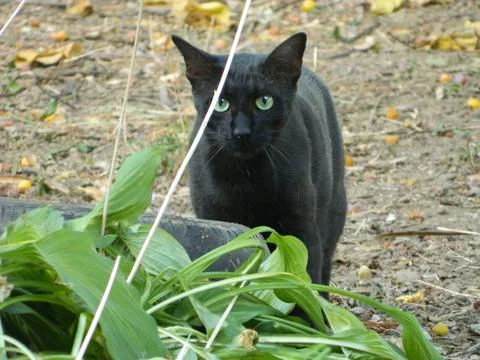 Black cat in the field Fotos Stock
