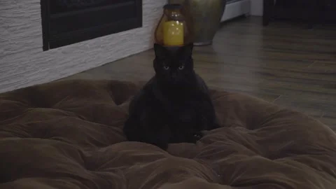 Black cat by fireplace. Видео 145786618