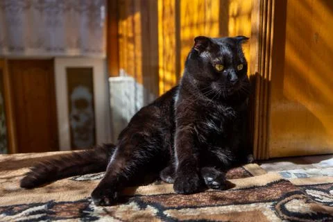 Black cat on the floor Stock Photos
