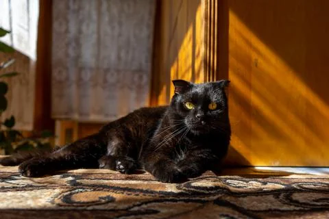 Black cat on the floor Stock Photos